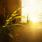 Sunlight streaming