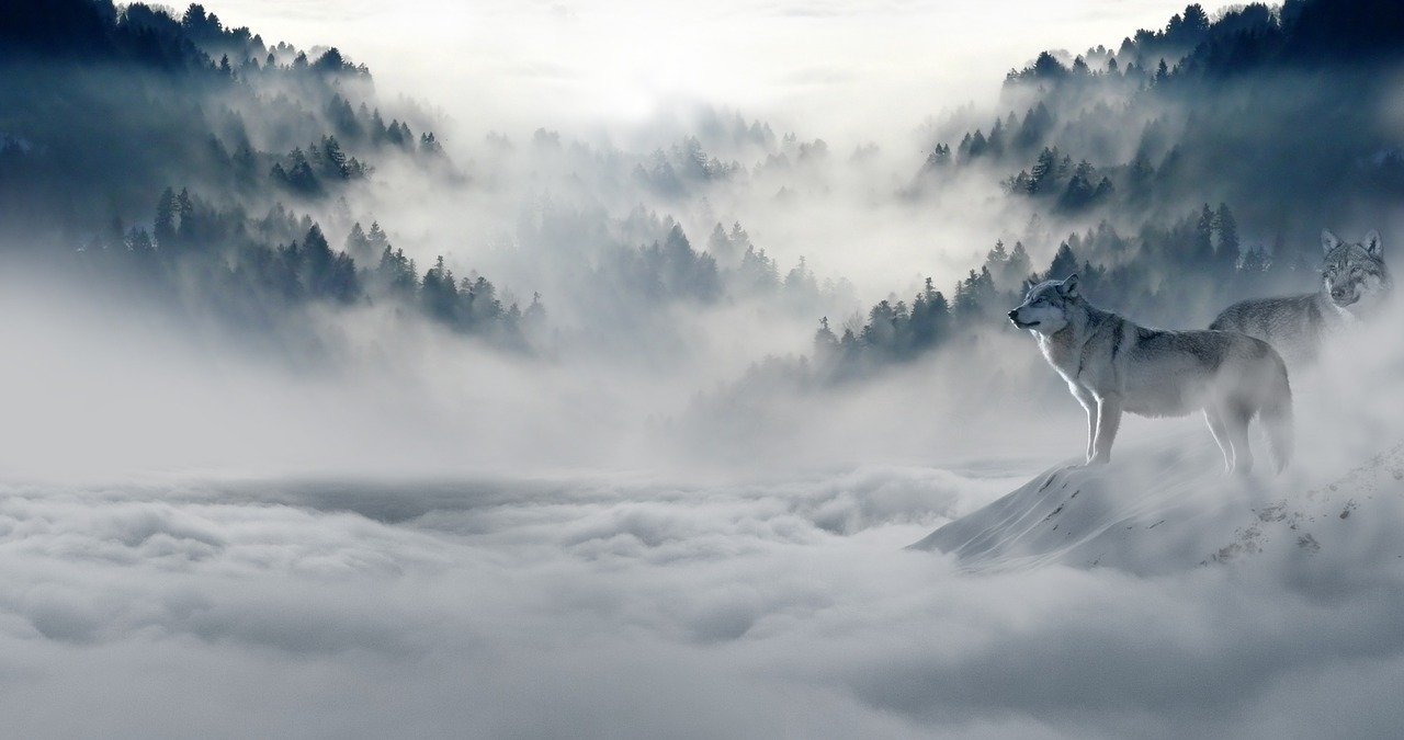 Wolf in Mist