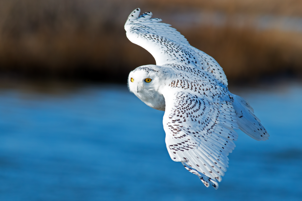 Owl in flight
