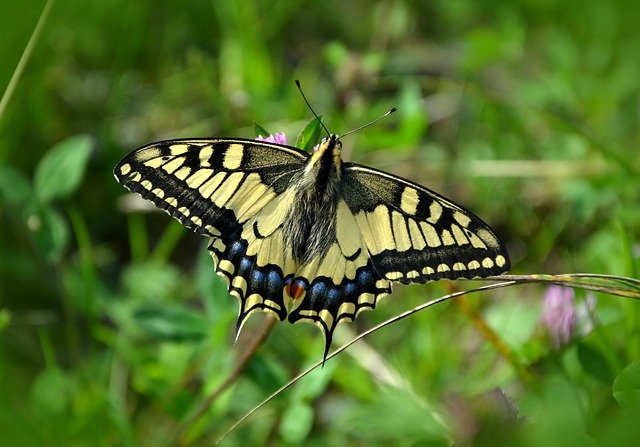 Metamorphosis